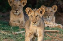 4-Day Private Lodge Safari Tanzania