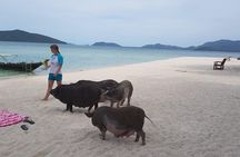 Half-Day Pig Island & Snorkeling Experience