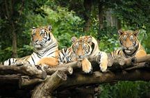 Chiang Mai Night Safari Tour including Transfer (Minimum 2 pax)