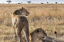 6 days Cultural tour & Lake Eyasi