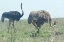 4 days animal kingdom - MOMBASA