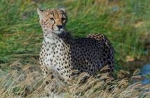 5 days Safari to Lake Manyara, Serengeti and Ngorongoro crater