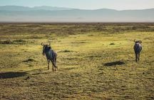 2 days Safari to Lake Manyara and Ngorongoro crater