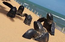 Tour to Praia do Forte and Guarajuba