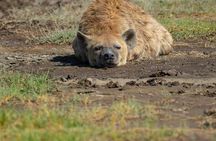 5 Days Luxury Lodge Safari Tour Tanzania