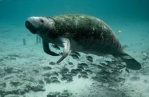 Sea turtles and sea cows while snorkeling in Port Ghalib