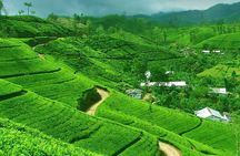 Kandy and Pinnawala Private Day Tour from Colombo