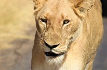 Afternoon Kruger National Park Safari