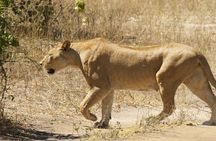 Chobe Full Day Trip