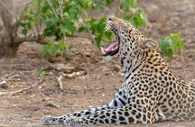 4 Days Luxury Lodge Safari Tour Tanzania