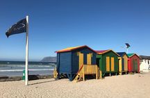 Visit African Penguins and Cape of Good Hope 