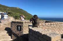 Visit African Penguins and Cape of Good Hope 