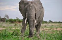 3 Days Selous Game Reserve Driver from Dar es salaam
