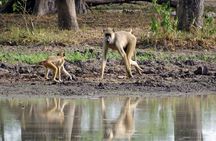 3 Days Selous Game Reserve Driver from Dar es salaam