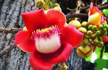 1- D adventure tour: Beng Mealea and Peung Komnou