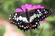 1- D adventure tour: Beng Mealea and Peung Komnou