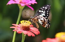 1- D adventure tour: Beng Mealea and Peung Komnou