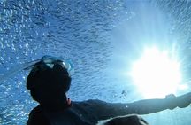 Snorkel Tour in Paraggi Bay