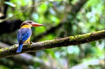 Fraser's Hill Bird-Watching & Nature Sightseeing Tour from Kuala Lumpur