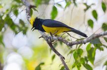 Fraser's Hill Bird-Watching & Nature Sightseeing Tour from Kuala Lumpur