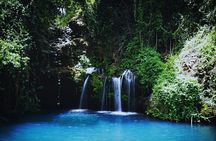 Ngare Ndare Forest Excursion