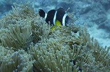 Underwater Sea Walk & Beaches In The North With Transportation