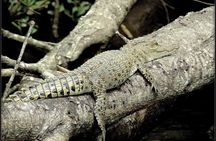 Daintree Rainforest, Mossman Gorge Small-Group from Port Douglas