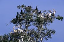 One Day Private Guide Tour to Prek Toal Biosphere - All Inclusive 