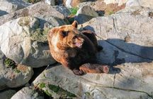 Guided Ranua Wildlife Park tour with Lunch, Small group adventure