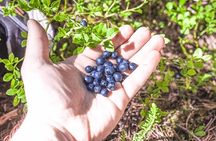 Wild Berries and Mushroom picking tour