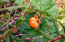 Wild Berries and Mushroom picking tour