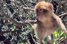 Tours of Gibraltar - STANDARD TOUR