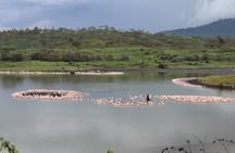 Tanzania - Arusha NP - Private Guided 4x4 Safari - Game Drive & Walking