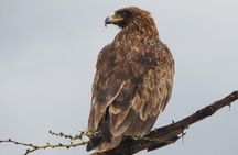 Tanzania - Arusha NP - Private Guided 4x4 Safari - Game Drive & Walking