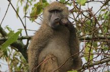 Tanzania - Arusha NP - Private Guided 4x4 Safari - Game Drive & Walking