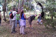 Howler Monkey Sanctuary and Belize City Tour