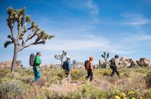 Rock Climbing Trips in Joshua Tree National Park (8 Hours)