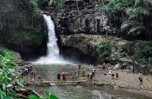 Private Bali Tour: Wonderful Ubud with Swing