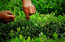 Authentic Hangzhou Longjing Tea Culture Experience Tour 