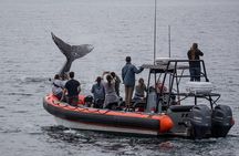 Ultimate Whale Watching Tour aboard the SuperRib: 24 People Max