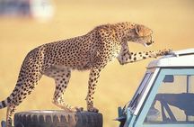 3 Days Masai Mara National Reserve Safari