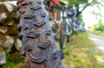 Konavle Biking and Culture Discovery Tour from Dubrovnik