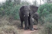 Tala Game reserve. Natal Lion Park and Valley of 1000 hills