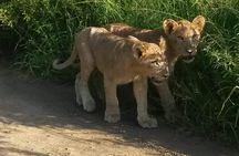 Tala Game reserve. Natal Lion Park and Valley of 1000 hills