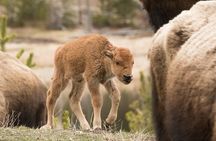 Private Yellowstone Wildlife Sightseeing Tour