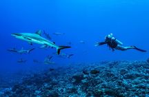 Rangiroa 2-tank Certified Scuba Dive