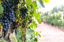 Knowing the land of Malbec, tasting wine and lunch in Luján de Cuyo