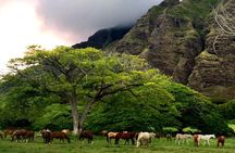Kualoa Ranch - Horseback Walking Tour