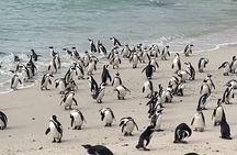 Cape of Good Hope Private Tour to Cape Point & Penguins From Cape Town