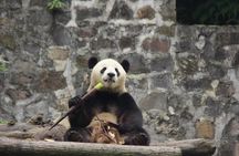 Ticket reservation for Chengdu Giant Panda Breeding Base
